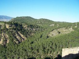 Castillo de Pliego 2009